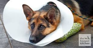 how-do-dogs-eat-with-a-cone