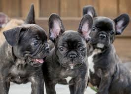 Image result for French bulldogs