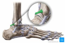 To do their job properly, ligaments need to maintain a certain degree of strength and length. Talus Anatomy And Clinical Aspects Kenhub