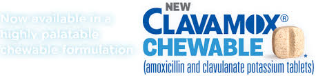Clavamox Leading Veterinary Anti Infective Zoetis Us