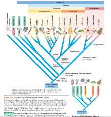 Start studying animal cladogram (derived characteristics). Interpret Data Imagine That You Discover A New Animal In A Rain Forest It Has An Elongated Segmented Body With Bristles And It Has No Obvious Head Where Would You Place This
