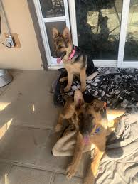 Unfortunately, sherman has a deadly incident in her pass which makes her available only on an indemnity waiver. German Shepherd Puppies For Sale El Paso Tx 352157