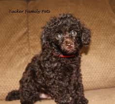 poodles tucker family pets