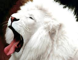 100 white lion wallpapers