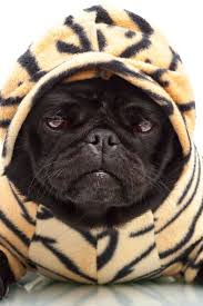 Lovepik provides 4200+ pug puppy photos in hd resolution that updates everyday, you can free download for both personal and commerical use. Portrait Of Black Pug Puppy Dog In Tiger Print Pet Clothing Hoodie Outfit Isolated On White Background Cute Pugs Pugs Pug Puppies