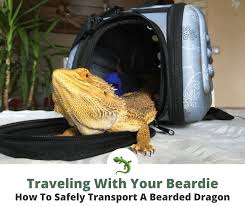 How To Safely Transport Your Bearded Dragon