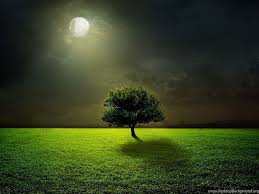 moon moonlight field tree gr