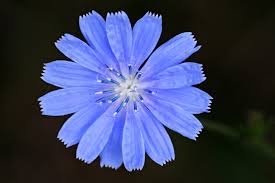 Look for the distinctive narrow leaves with curly edges. Chicory Cichorium Intybus Frugality Flowers Names And Pictures Rare Flowers Blue Flower Names
