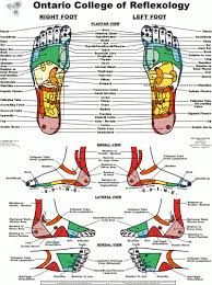 Details About Foot Reflexology Laminated Large Chart