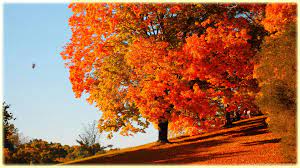 HD Quality Beautiful Autumn Tree ...
