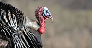 what-is-the-skin-on-the-neck-of-a-turkey-called