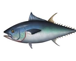 Image of Tuna