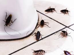 how to get rid of roaches in your