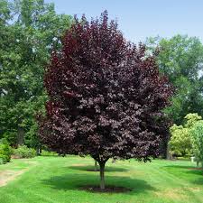 A flowering plum tree with its beautiful spray of pink flowers and purple foliage is one of the most beautiful ornamental garden tree that is used for decorative purposes in many landscaping designs. Thundercloud Plum Trees For Sale Brighterblooms Com