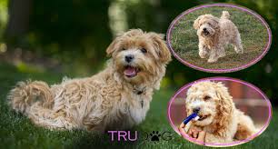 Ultimate Guide To Caring For My Maltipoo Trudog