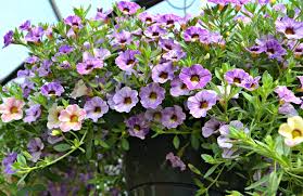 Photo of hanging basket courtesy of 'proven winners. Top Hanging Baskets For Full Sun Fairview Garden Center