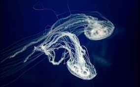46 jellyfish wallpaper desktop