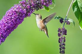 Maybe you would like to learn more about one of these? 12 Beautiful Perennial Flowers That Attract Hummingbirds To The Garden