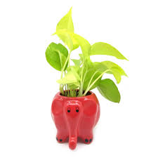 Money Plant In Red Elephant Ceramic Pot
