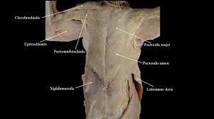 You may recall from other lessons that smooth some of them, like the pectoral, teres and serratus muscles, are also involved in shoulder movements. Cat Musculature Atlas Of Comparative Vertebrate Anatomy