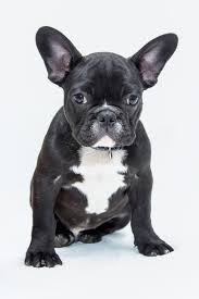 Have fun, use your imagination, and be sure to check out other ideas from our wide selection of dog name lists. French Bulldog Puppies For Adoption Near Me The Y Guide