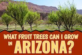 arizona fruit tree growing guide