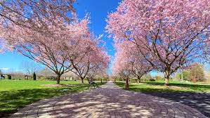 Cherry Blossoms In New York