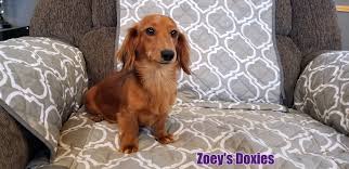 These are just the only mistakes from this picture just to learn from next time! Zoeys Doxies Dachshund Puppies For Sale