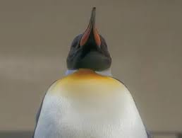 Emperor penguins are black and white like all penguins but the sides of their neck are golden. Emperor Penguin Facts For Kids All About Emperor Penguin