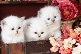 Kitten ads has hundreds of cats for sale across the uk. Should I Buy One Kitten Or Two Double The Lovepersian Himalayan Kittens For Sale In A Rainbow Of Colors In Business For 32 Years