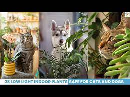 Indoor Plants Safe For Cats And Dogs