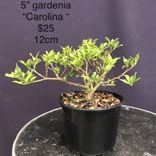 Gardenia Ina 5inch Bonsai Sensation