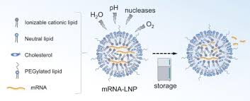mrna lipid nanoparticle covid 19