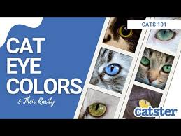 8 types of cat eye colors and their