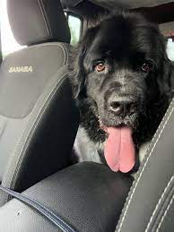 Dog Drool Stains Off Your Car Seats