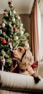 Christmas Dog Wallpaper Discover more ...