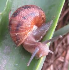 snails and their benefit to the gardener