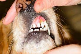 bệnh viêm răng miệng ở chó