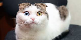 the 7 types of eye color in cats cats com