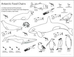 Food Chain Drawing At Getdrawings Com Free For Personal