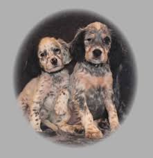 The above puppy listing has been produced with information supplied in good faith by members of this site. English Setter Breeders English Setter Puppies Top English Setter Breeders