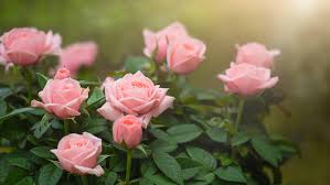 13 types of pretty pink roses a z s