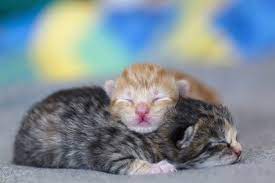 kitten development from newborn to one
