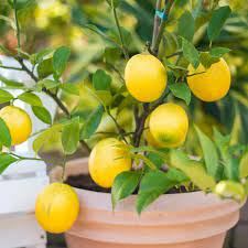 Yellow Fruit Small Meyer Lemon Tree