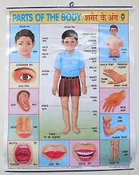 Details About India School Chart Poster Print Parts Of The Body Ct65