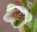 Fallopia convolvulus (Black-bindweed): Minnesota Wildflowers