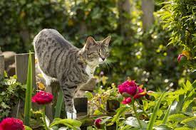 how to stop cats ing in your garden