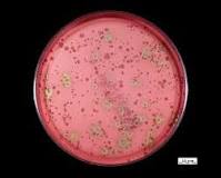 Image result for Microbiology