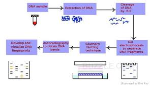 A Step By Step Explanation Of The Dna Fingerprinting Process