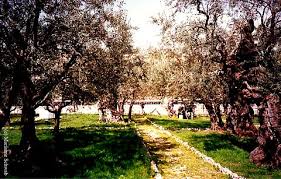 jerum the garden of gethsemane